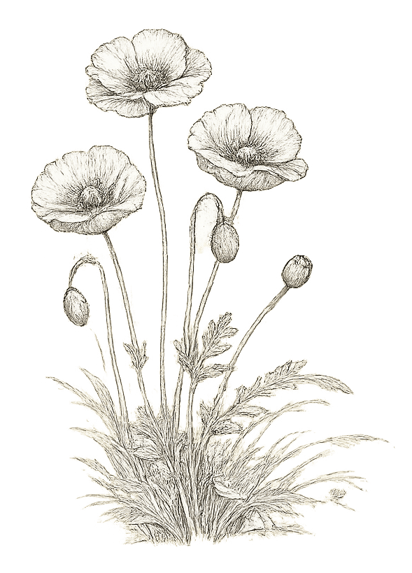 Illustration coquelicots